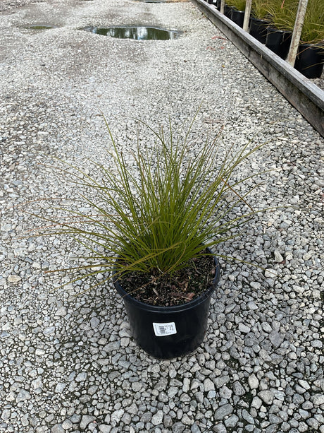 Prairie Fire New Zealand Sedge Grass in a #1 black nursery container, showing fine arching olive-green foliage on gravel.