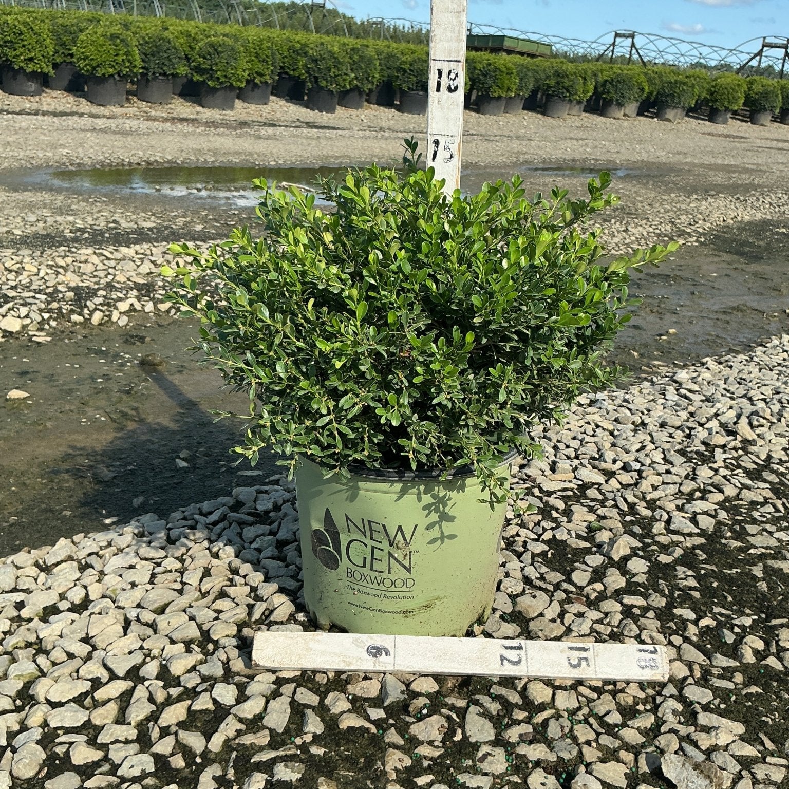 NewGen Liberty Belle Boxwood in a #3 container at a nursery, showing dense green foliage on gravel.