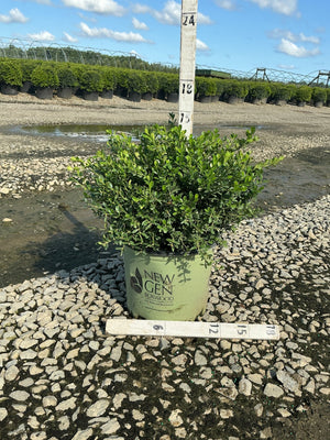 NewGen Liberty Belle Boxwood in a #3 container at a nursery, showing dense green foliage on gravel.