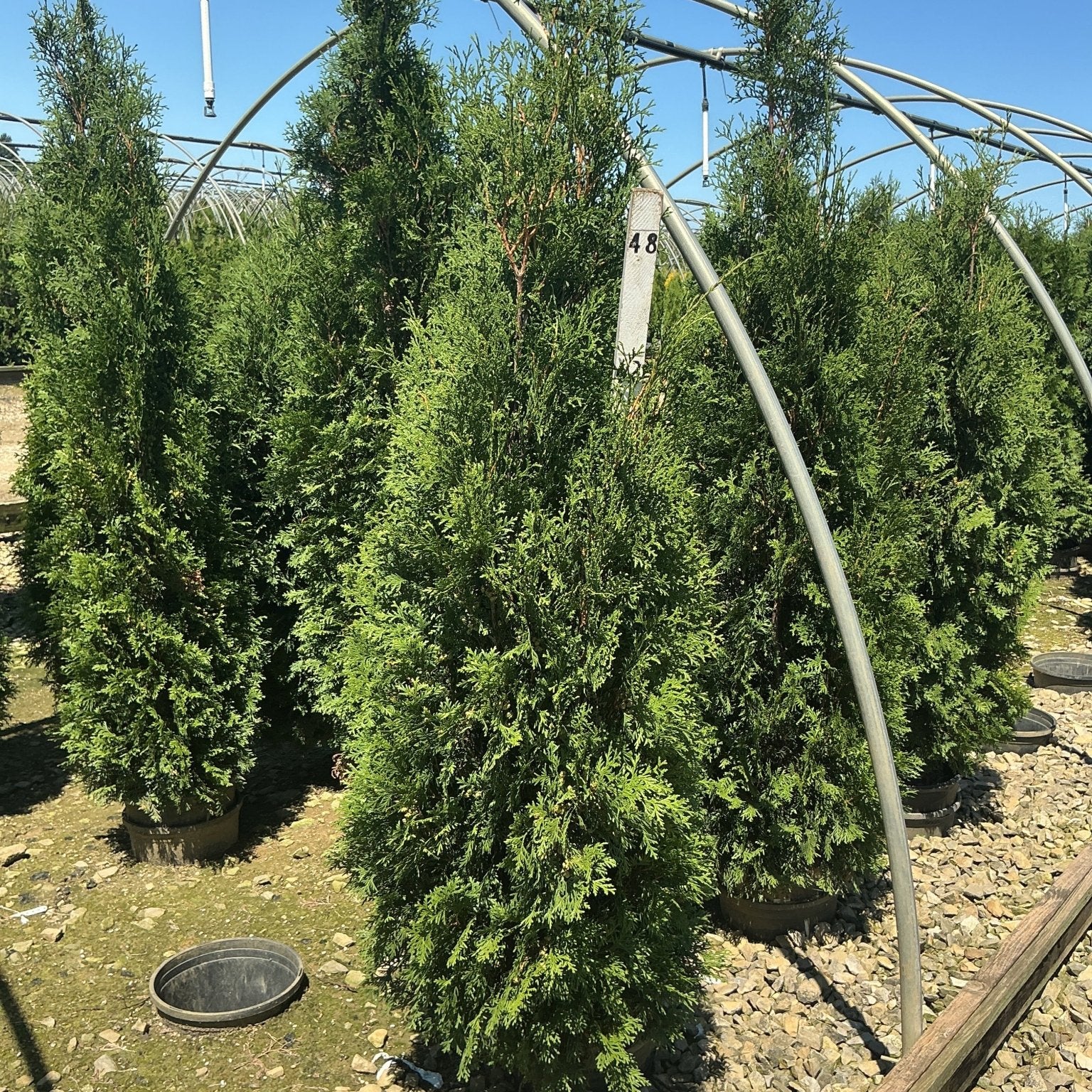 Full Speed A Hedge Thin Man Arborvitae trees growing in containers at a nursery, showing their narrow columnar habit.
