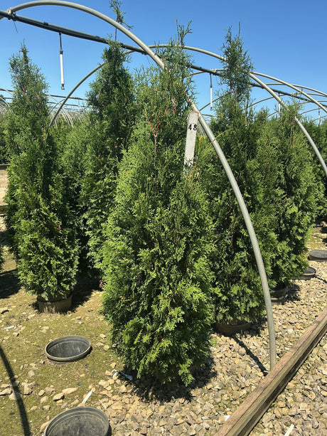 Full Speed A Hedge Thin Man Arborvitae trees growing in containers at a nursery, showing their narrow columnar habit.