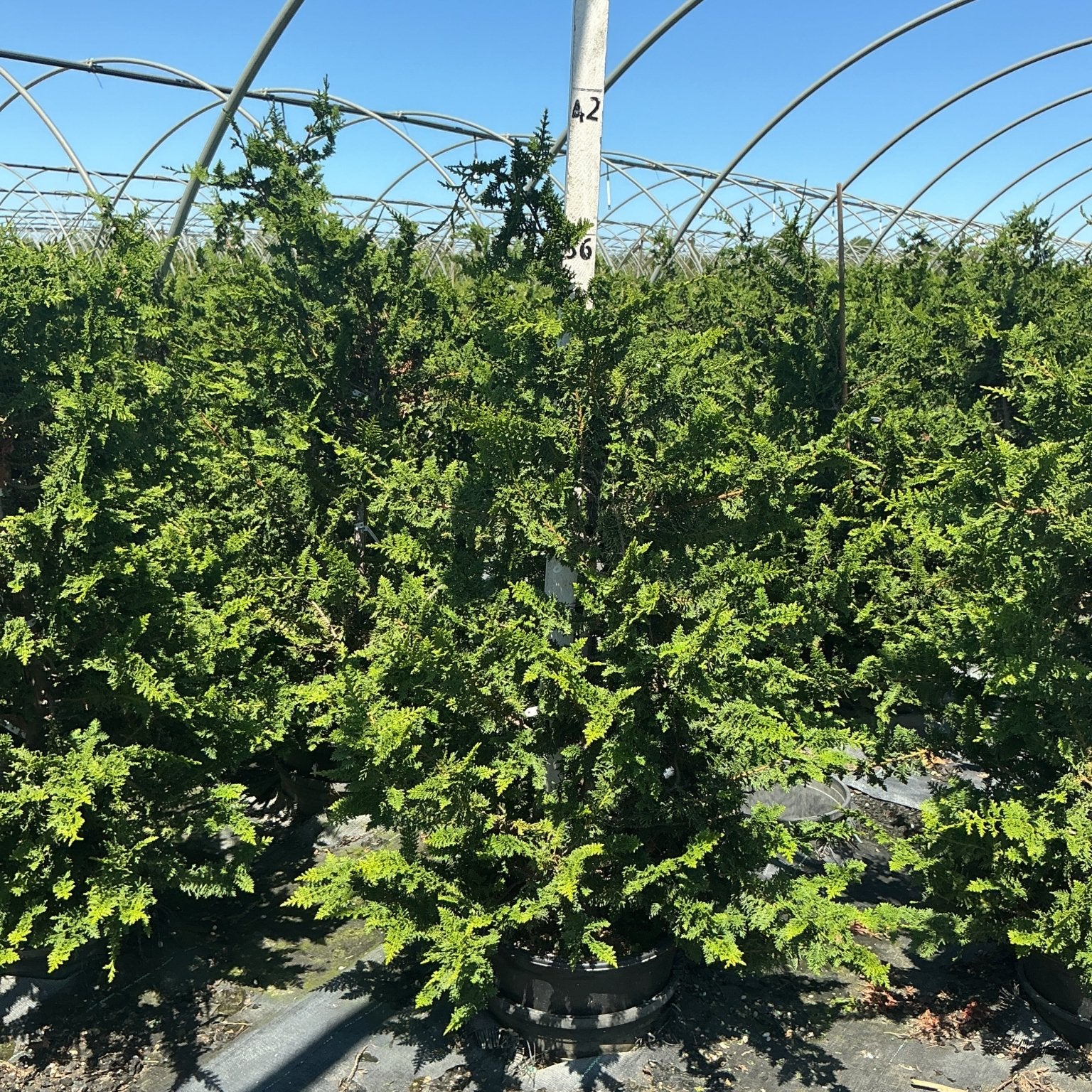 Fernspray Hinoki False Cypress in a nursery container showing dense, fern-like dark green foliage with a pyramidal habit.