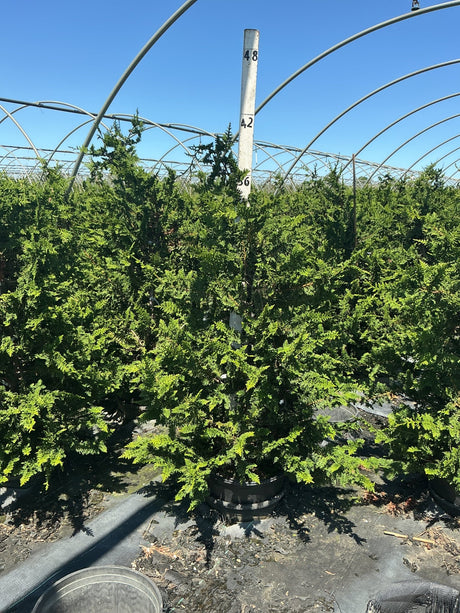 Fernspray Hinoki False Cypress in a nursery container showing dense, fern-like dark green foliage with a pyramidal habit.