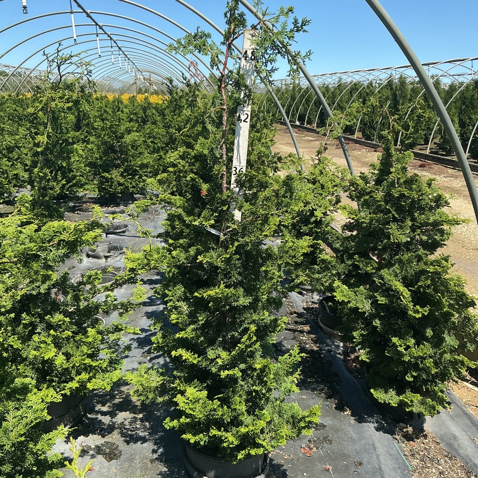 Well's Special Hinoki False Cypress growing in a black nursery container inside a hoop greenhouse, showing dense dark green pyramidal foliage.
