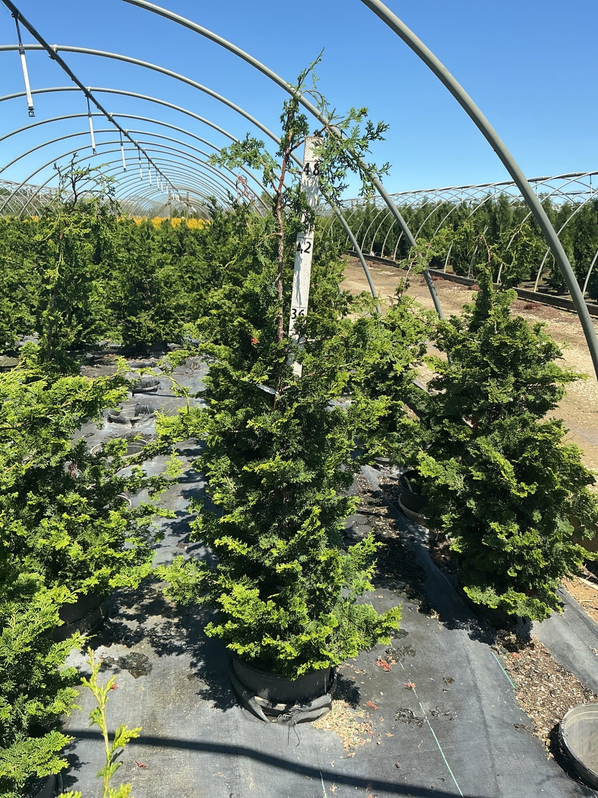 Well's Special Hinoki False Cypress growing in a black nursery container inside a hoop greenhouse, showing dense dark green pyramidal foliage.