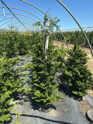 Well's Special Hinoki False Cypress growing in a black nursery container inside a hoop greenhouse, showing dense dark green pyramidal foliage.