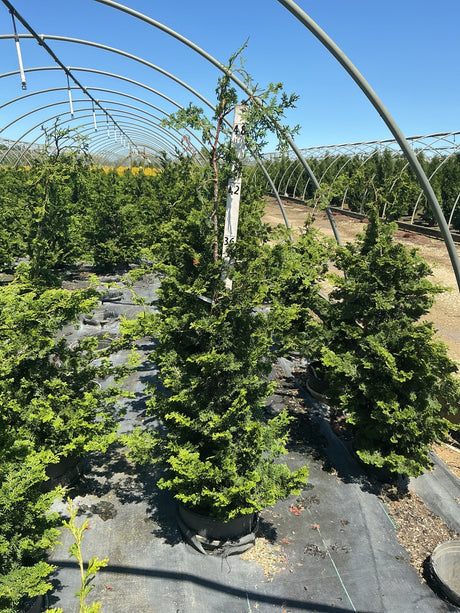 Well's Special Hinoki False Cypress growing in a black nursery container inside a hoop greenhouse, showing dense dark green pyramidal foliage.