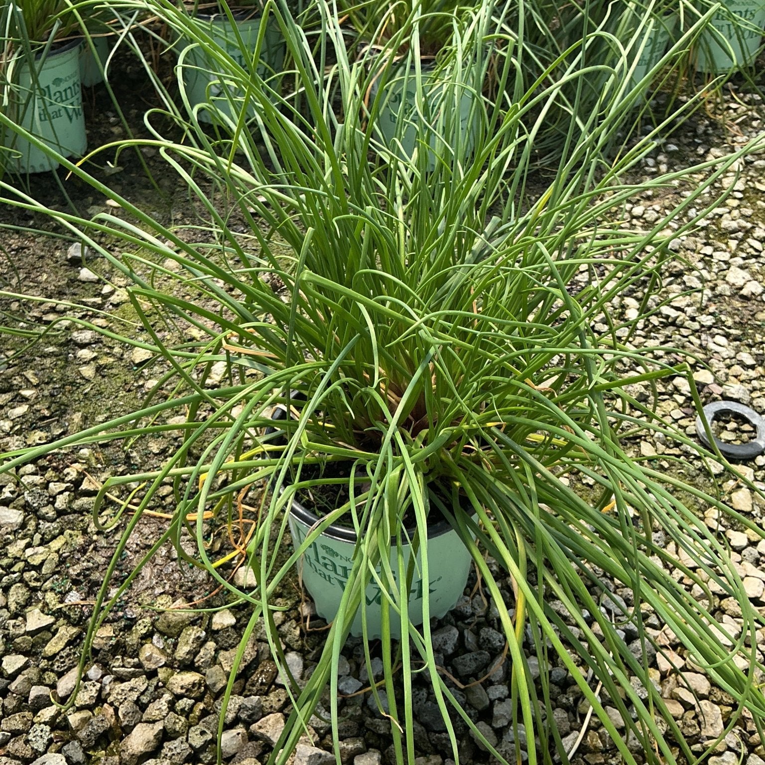 Chivette Chives growing in a nursery container, showing dense clumping habit with slender curling green foliage.