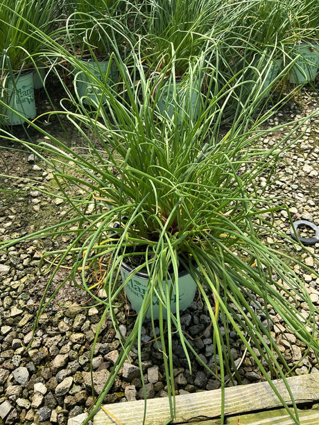 Chivette Chives growing in a nursery container, showing dense clumping habit with slender curling green foliage.
