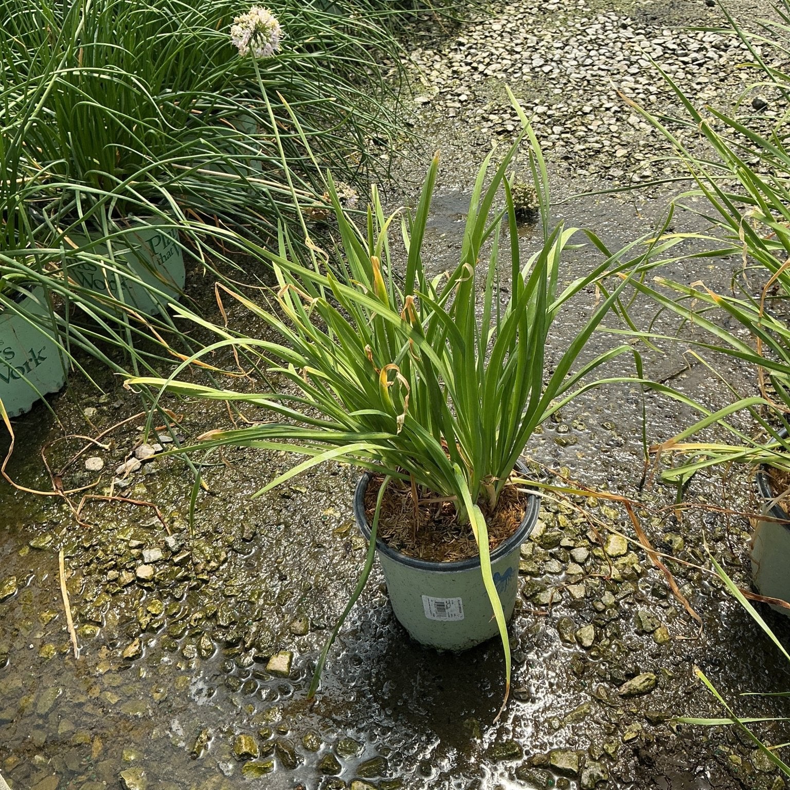 Allium cernuum Nodding Onion in a #1 container with arching green foliage, displayed at a nursery after rain.