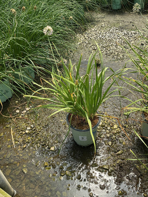 Allium cernuum Nodding Onion in a #1 container with arching green foliage, displayed at a nursery after rain.