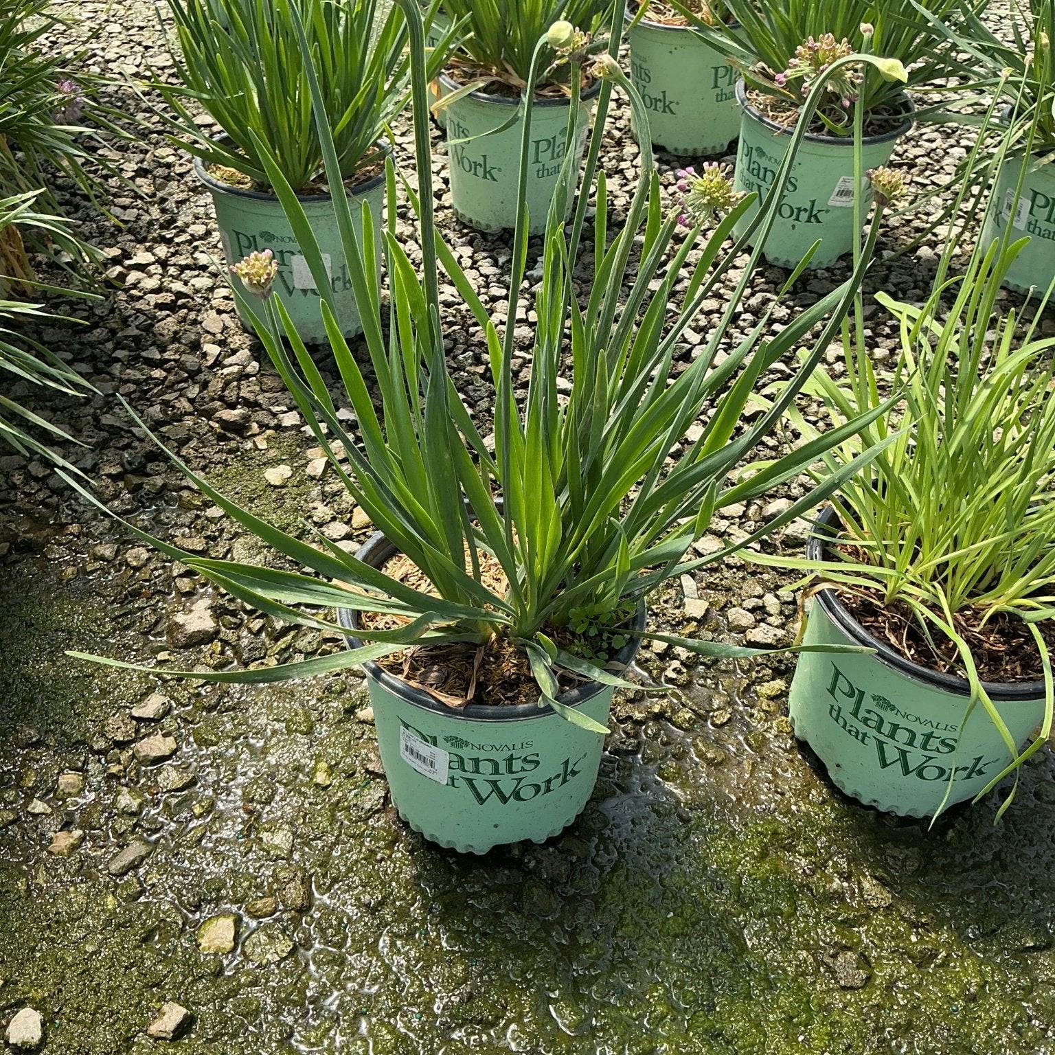 Lavender Bubbles Allium plants in #1 containers at a nursery, showing slender green foliage and budding flower heads.