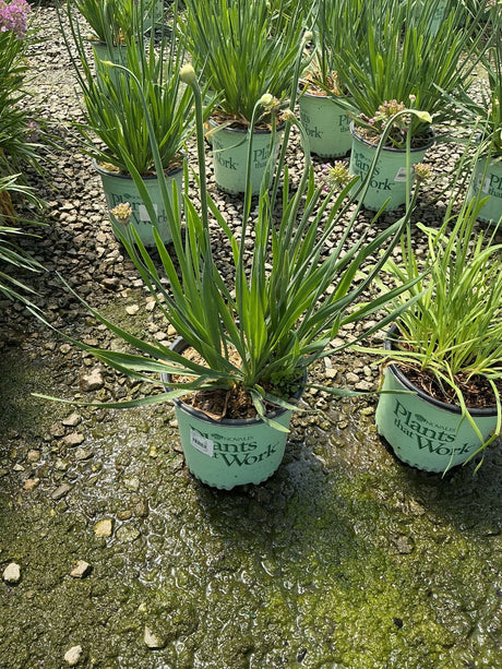 Lavender Bubbles Allium plants in #1 containers at a nursery, showing slender green foliage and budding flower heads.