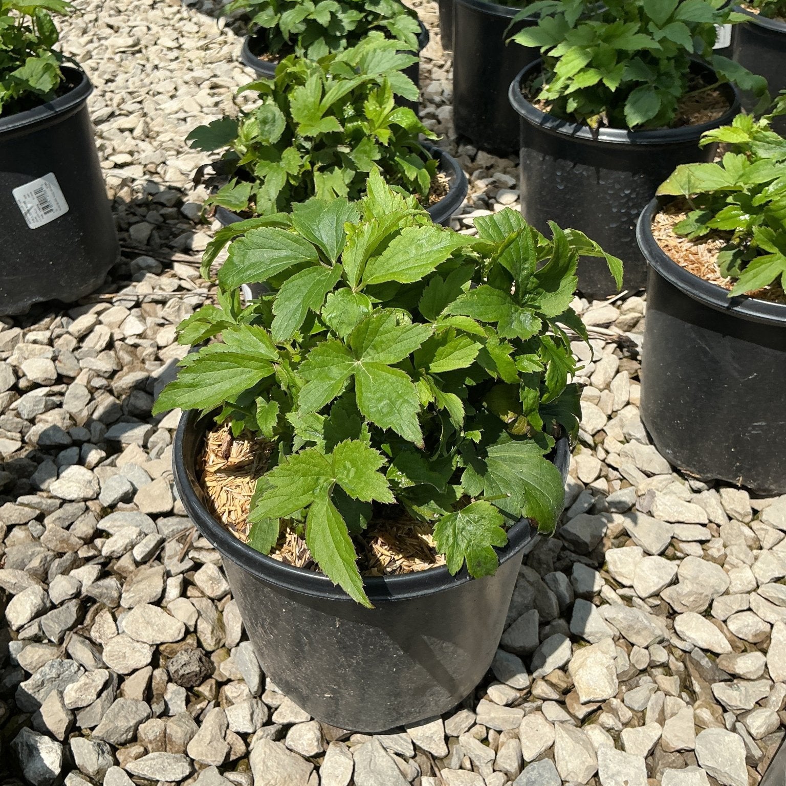 Curtain Call Deep Rose Japanese Anemone growing in a #1 black nursery container on a gravel surface at a plant nursery.