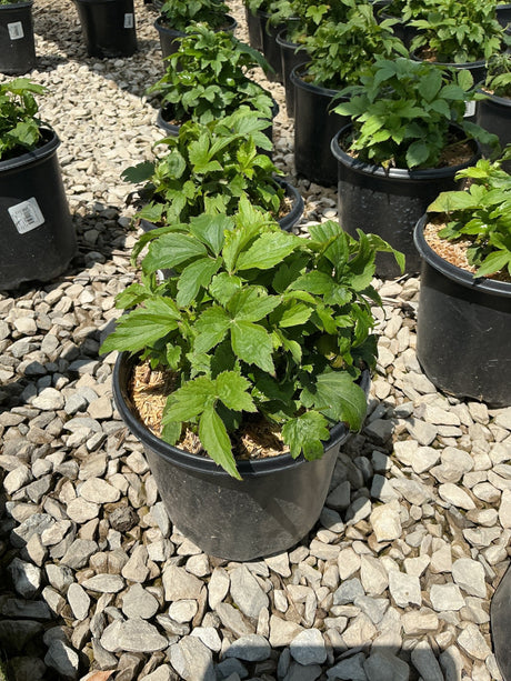 Curtain Call Deep Rose Japanese Anemone growing in a #1 black nursery container on a gravel surface at a plant nursery.