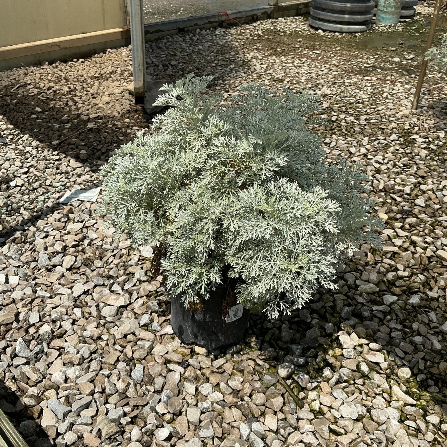 Powis Castle Wormwood shrub with silvery-gray feathery foliage growing in a black nursery container on gravel.