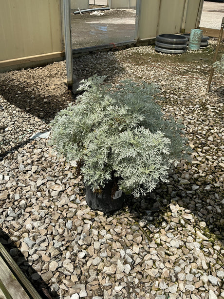 Powis Castle Wormwood shrub with silvery-gray feathery foliage growing in a black nursery container on gravel.