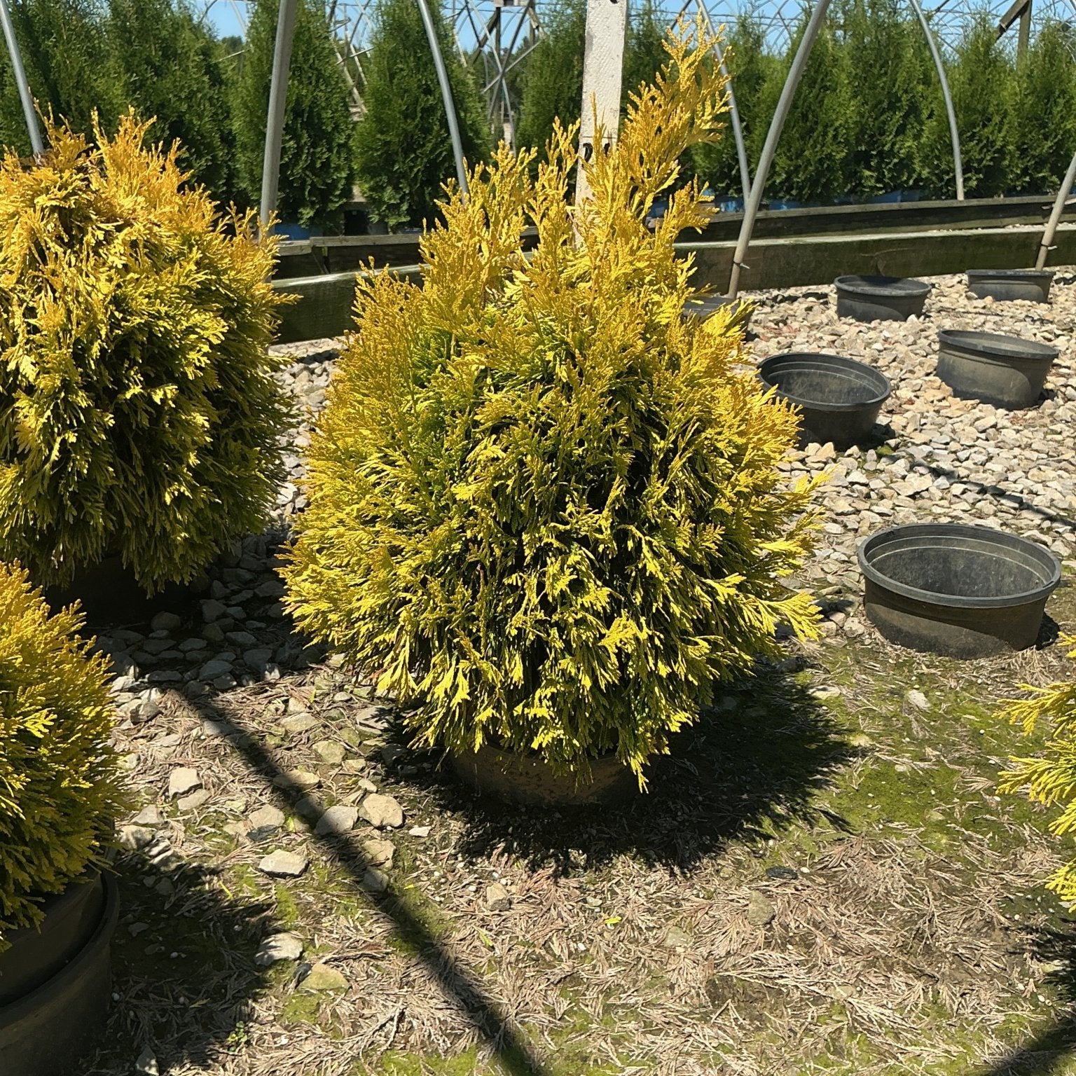 Forever Goldy Arborvitae shrub with bright golden foliage growing in a nursery container under open sky.