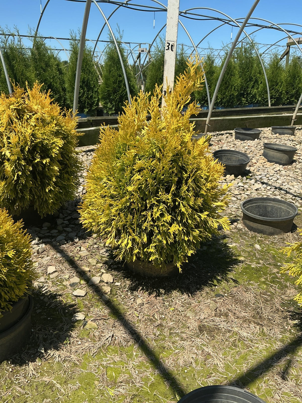 Forever Goldy Arborvitae shrub with bright golden foliage growing in a nursery container under open sky.