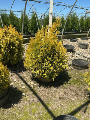 Forever Goldy Arborvitae shrub with bright golden foliage growing in a nursery container under open sky.