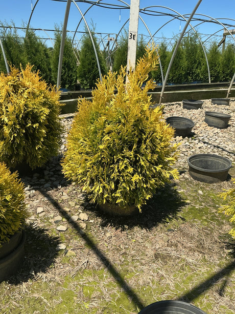 Forever Goldy Arborvitae shrub with bright golden foliage growing in a nursery container under open sky.