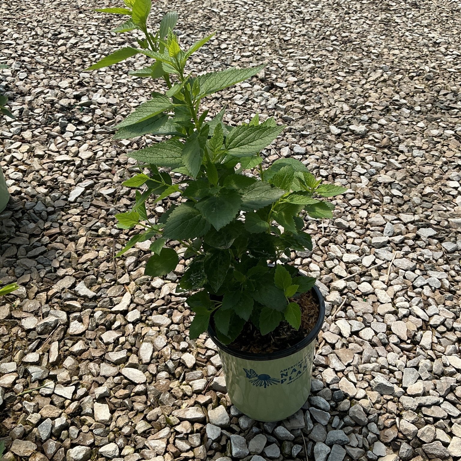 Anise Hyssop plant in a #1 container showing lush green serrated foliage, sitting on gravel at a nursery.