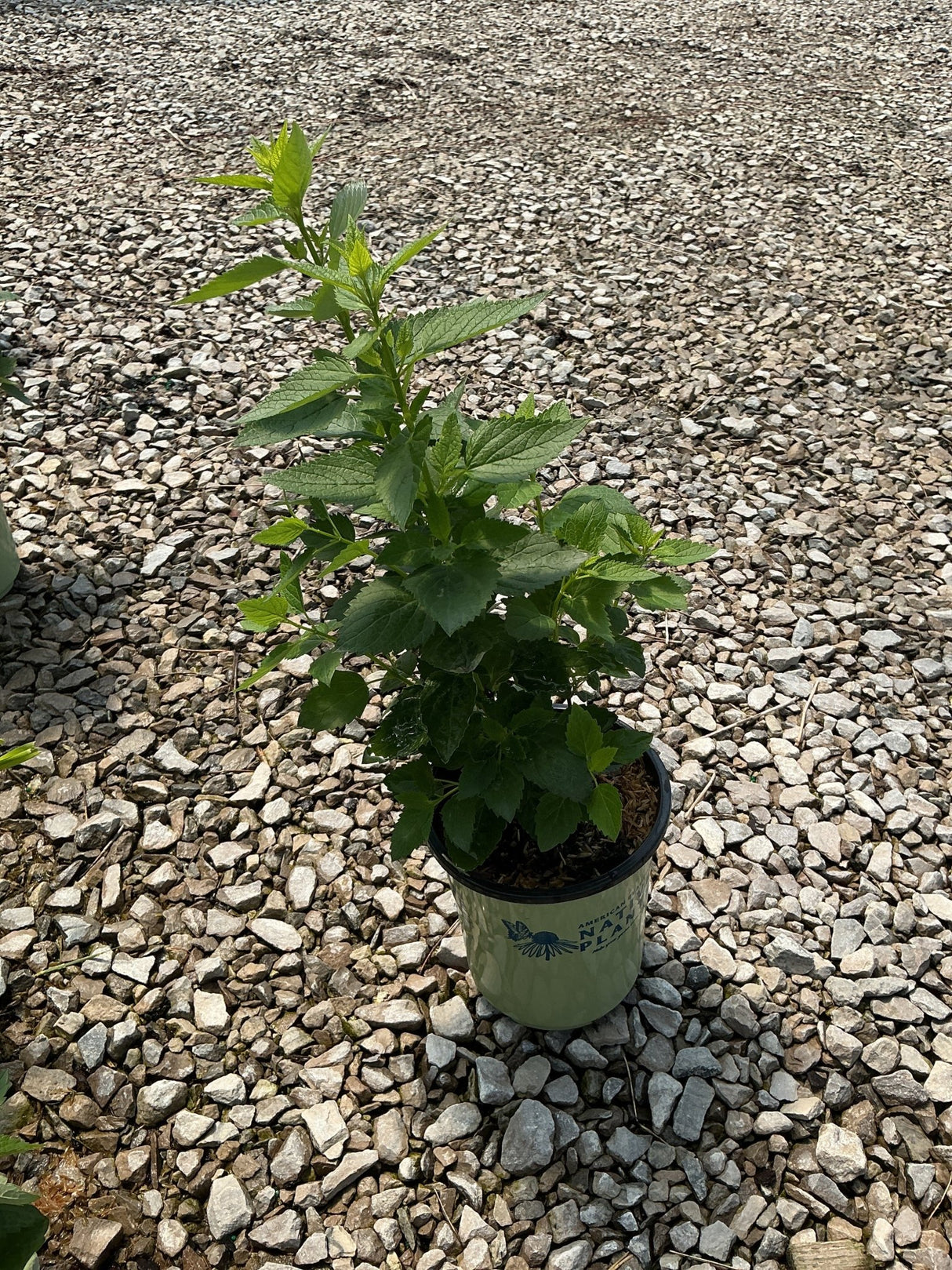 Anise Hyssop plant in a #1 container showing lush green serrated foliage, sitting on gravel at a nursery.