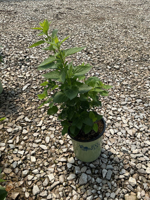 Anise Hyssop plant in a #1 container showing lush green serrated foliage, sitting on gravel at a nursery.