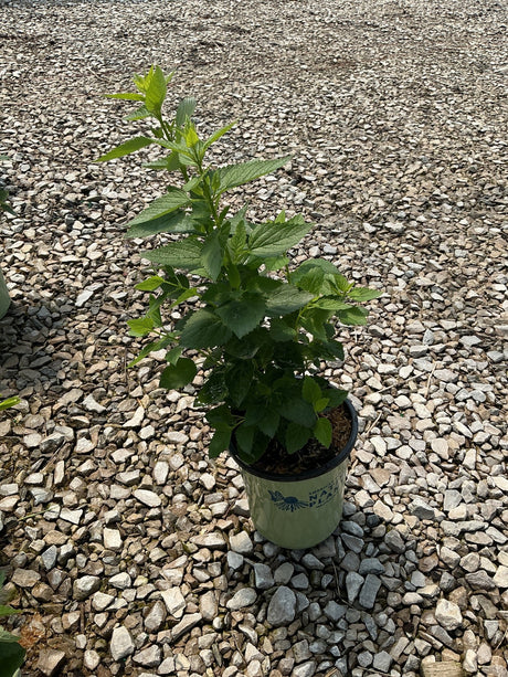 Anise Hyssop plant in a #1 container showing lush green serrated foliage, sitting on gravel at a nursery.