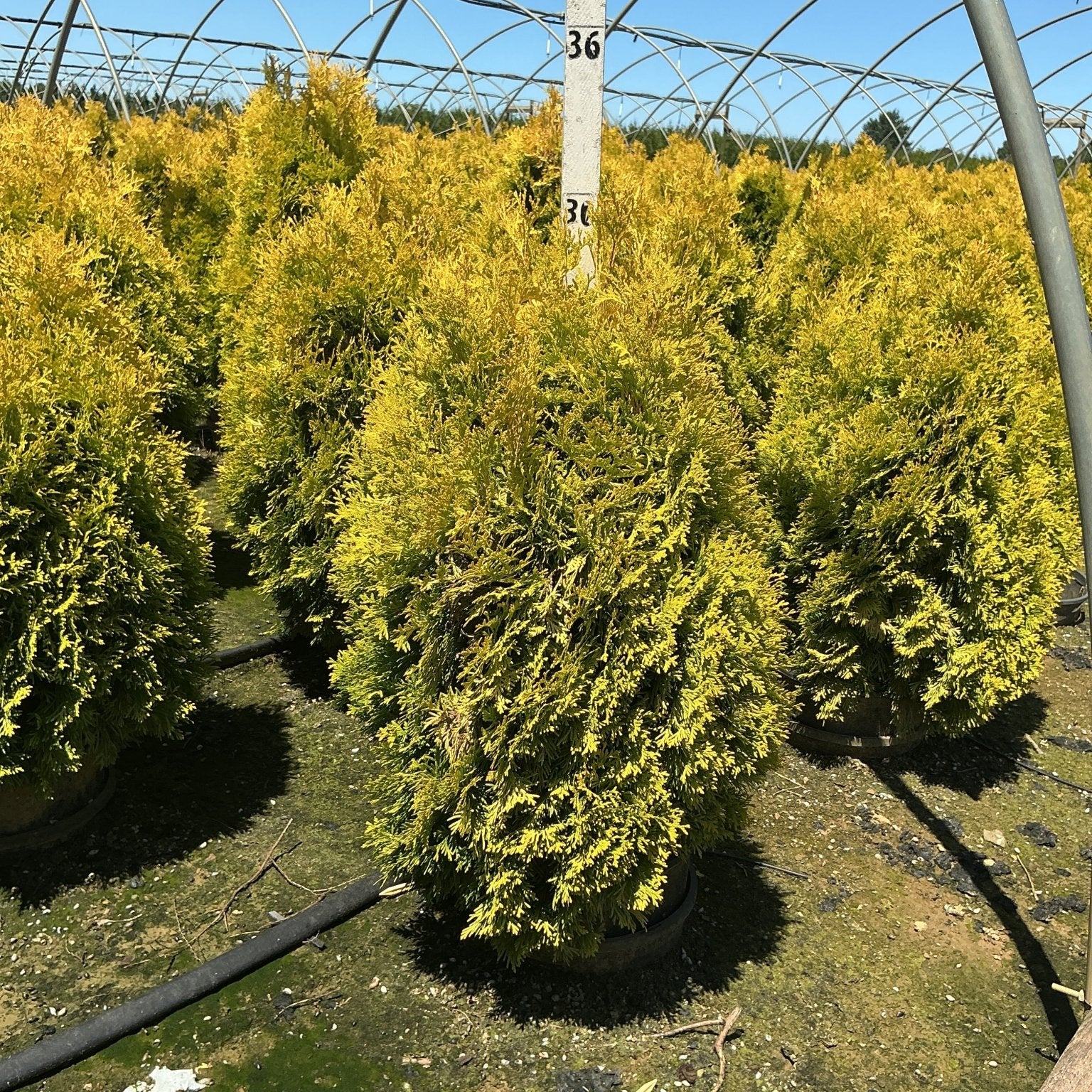 Amber Gold Arborvitae shrubs with bright golden-yellow foliage growing in black nursery containers inside a greenhouse.