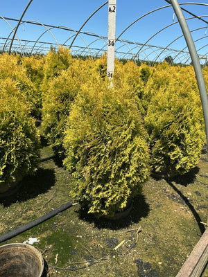 Amber Gold Arborvitae shrubs with bright golden-yellow foliage growing in black nursery containers inside a greenhouse.