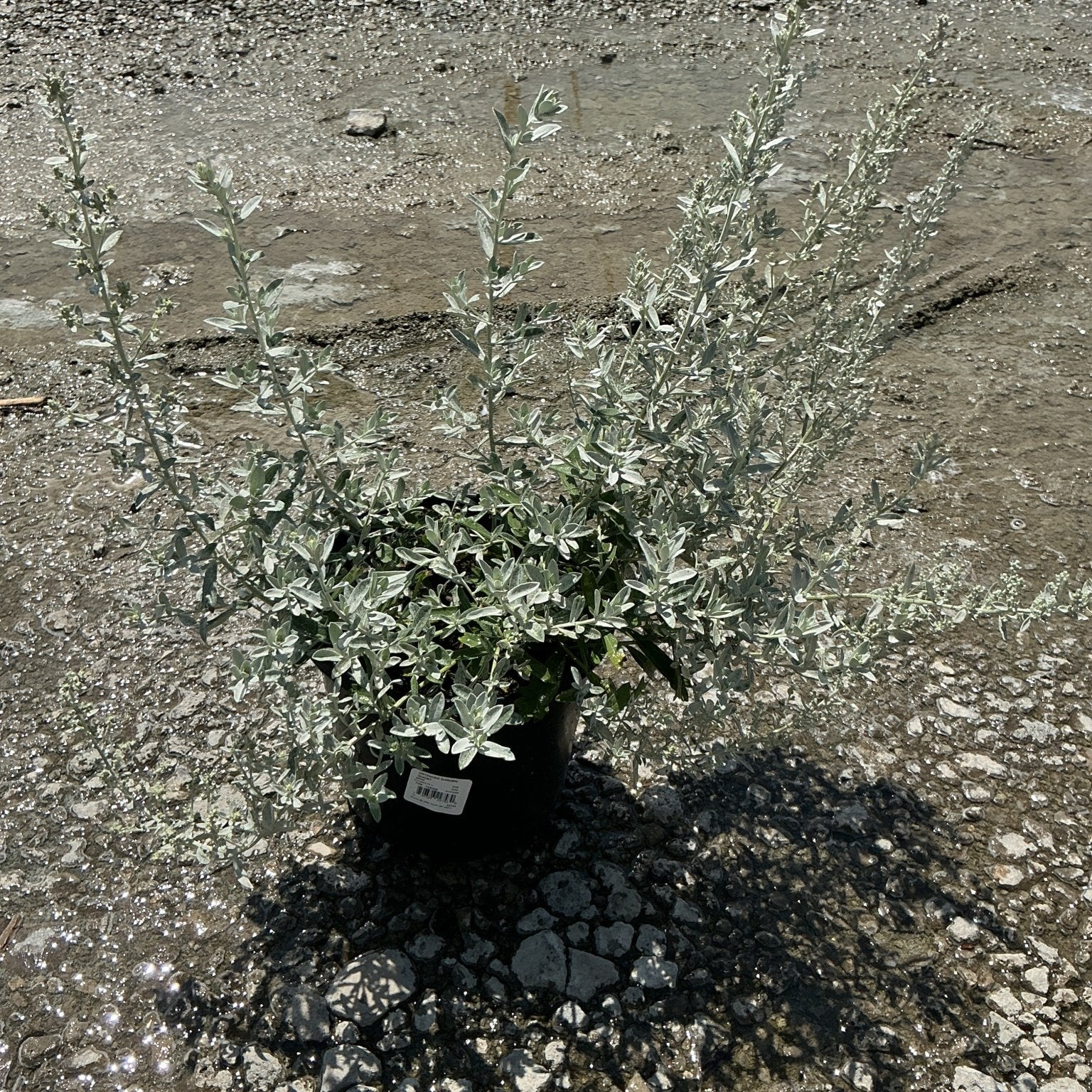 GardenGhost Artemisia in a black nursery container showing silvery-white foliage and upright stems on a gravel surface.