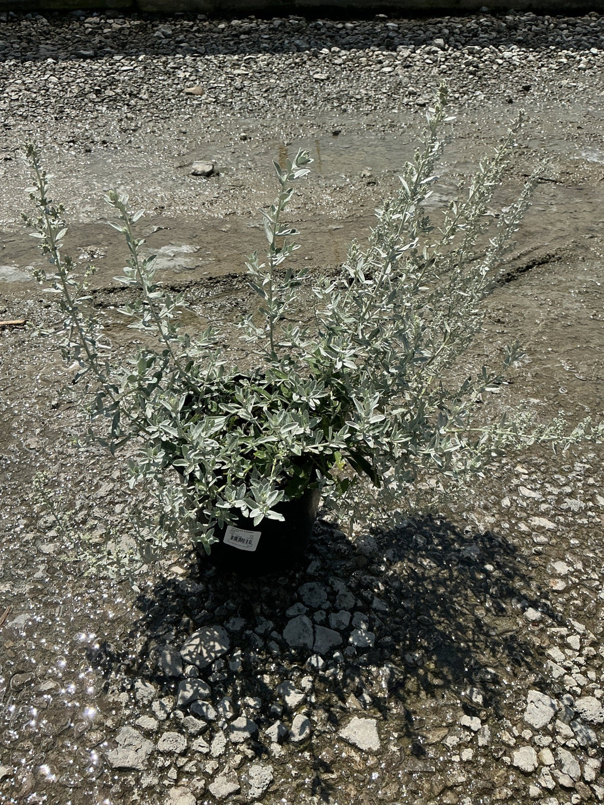 GardenGhost Artemisia in a black nursery container showing silvery-white foliage and upright stems on a gravel surface.