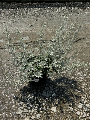 GardenGhost Artemisia in a black nursery container showing silvery-white foliage and upright stems on a gravel surface.