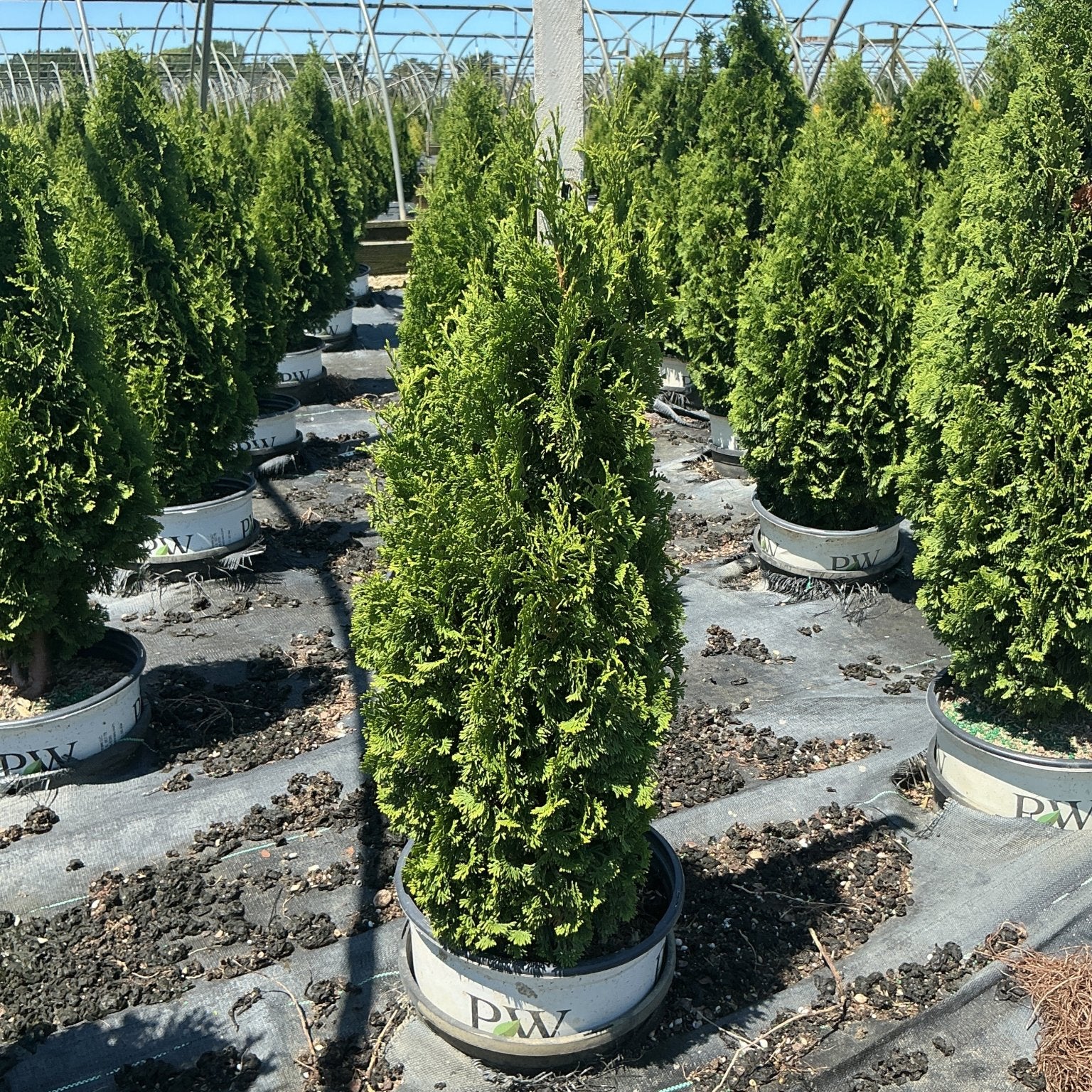 Sting Arborvitae evergreen trees in PW containers growing in rows inside a nursery greenhouse.