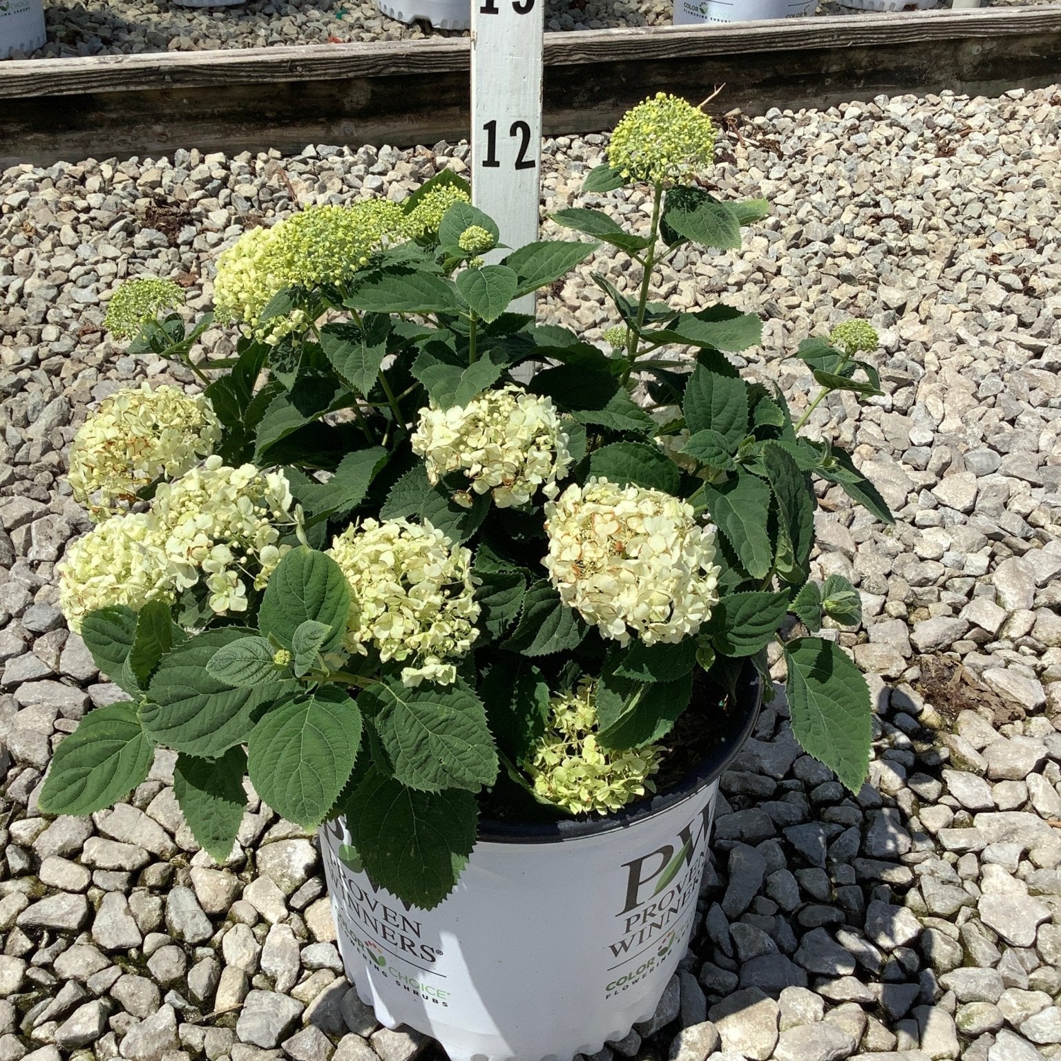 Incrediball Storm Proof Smooth Hydrangea in a Proven Winners #3 container with creamy white mophead blooms on gravel.