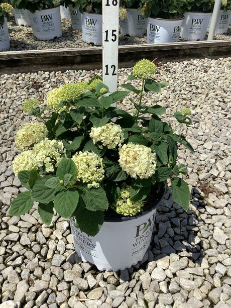 Incrediball Storm Proof Smooth Hydrangea in a Proven Winners #3 container with creamy white mophead blooms on gravel.