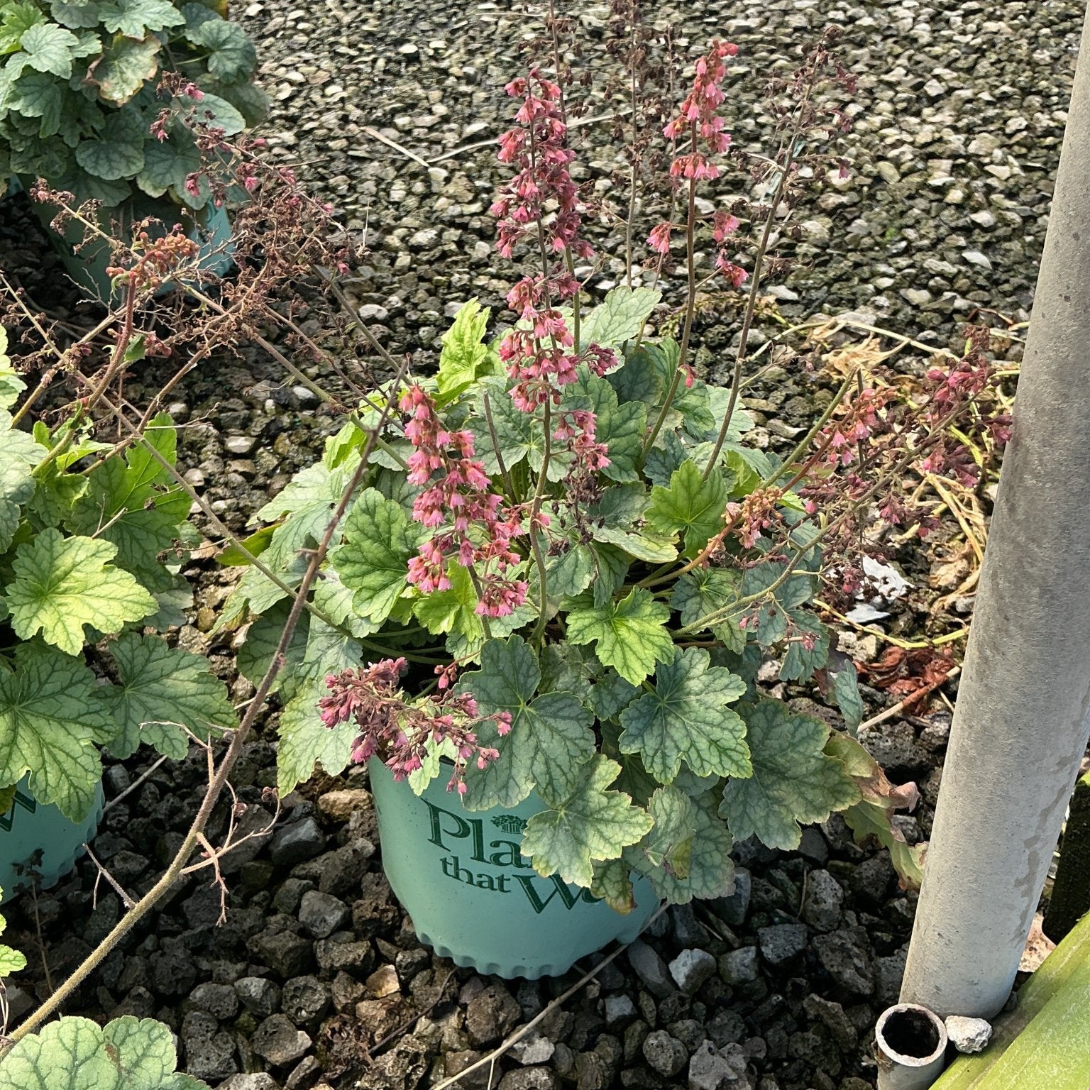 Berry Timeless Coral Bells heuchera in a nursery container with pink flower spikes and silvery-green foliage.