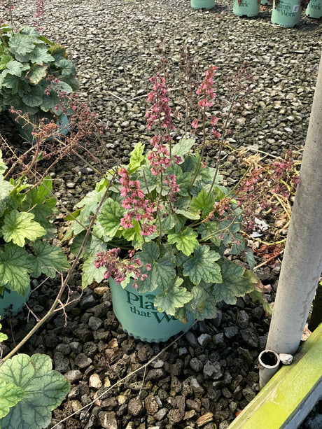 Berry Timeless Coral Bells heuchera in a nursery container with pink flower spikes and silvery-green foliage.