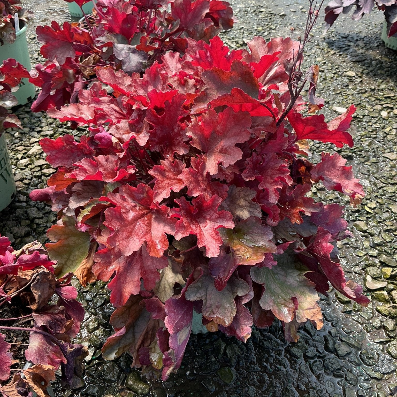 Heuchera Peach Flambe coral bells displaying ruffled burgundy and red foliage in a nursery container.