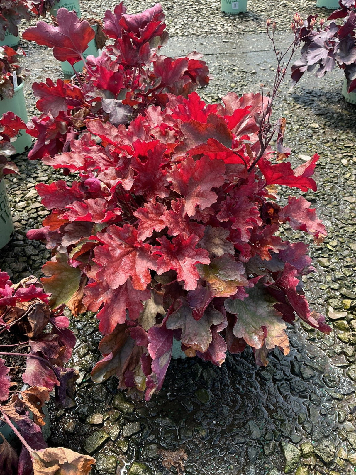 Heuchera Peach Flambe coral bells displaying ruffled burgundy and red foliage in a nursery container.