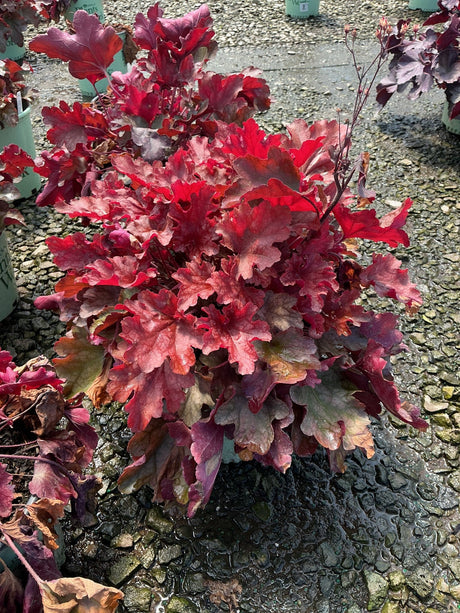 Heuchera Peach Flambe coral bells displaying ruffled burgundy and red foliage in a nursery container.