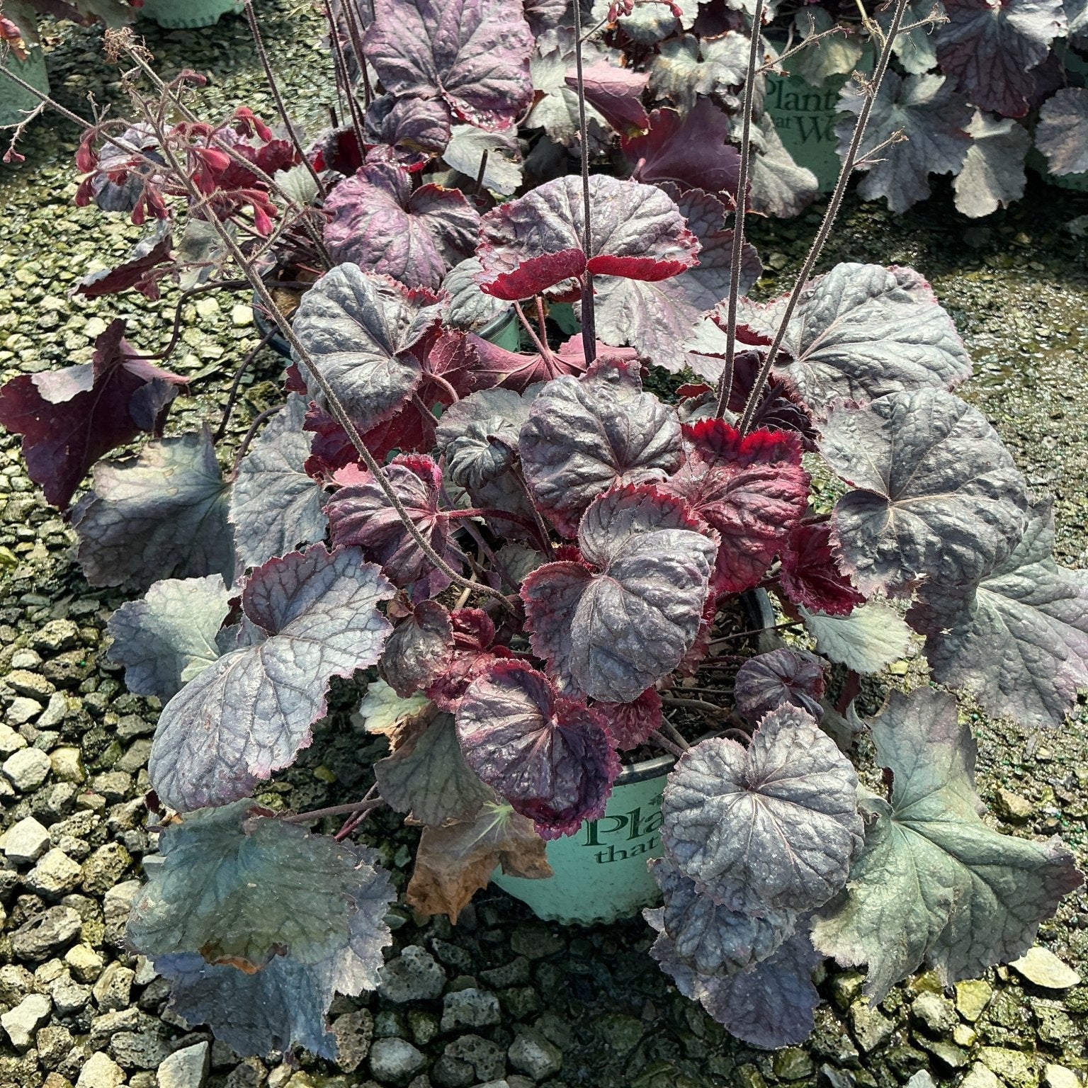 Northern Exposure Purple Coral Bells Heuchera with silvery-purple ruffled foliage growing in a nursery container.