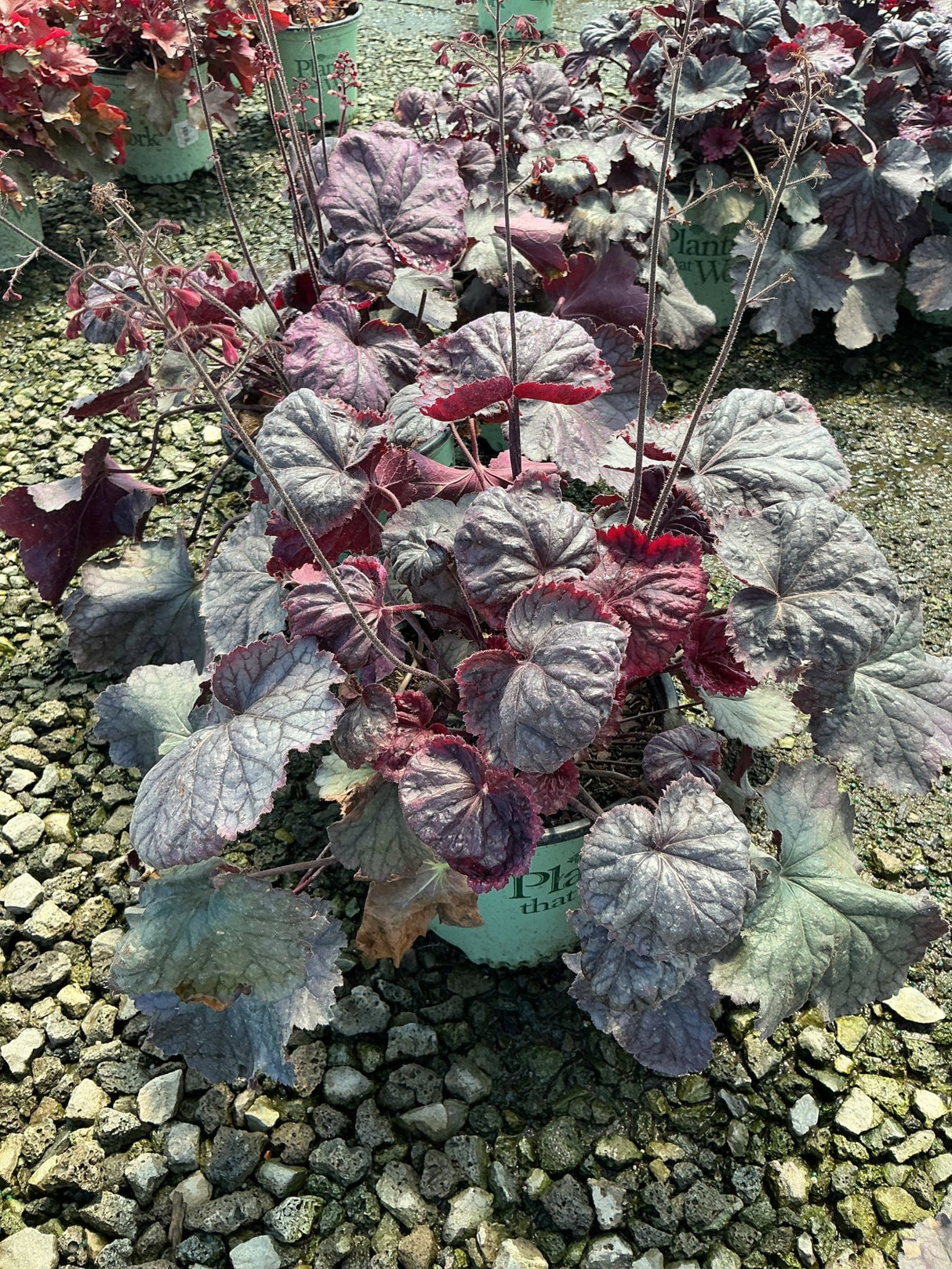 Northern Exposure Purple Coral Bells Heuchera with silvery-purple ruffled foliage growing in a nursery container.