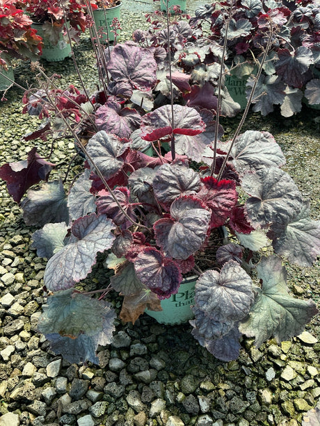 Northern Exposure Purple Coral Bells Heuchera with silvery-purple ruffled foliage growing in a nursery container.