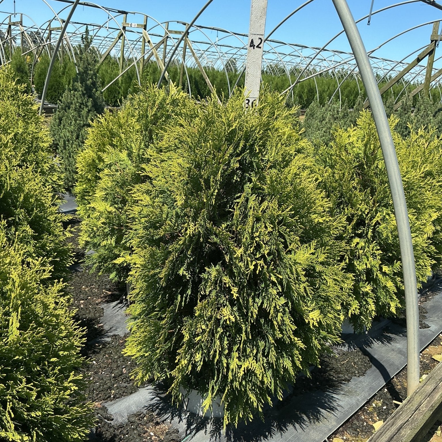 Cheer Drops Arborvitae growing in a nursery greenhouse, showing its golden-green weeping foliage and conical habit.