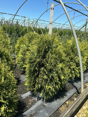 Cheer Drops Arborvitae growing in a nursery greenhouse, showing its golden-green weeping foliage and conical habit.