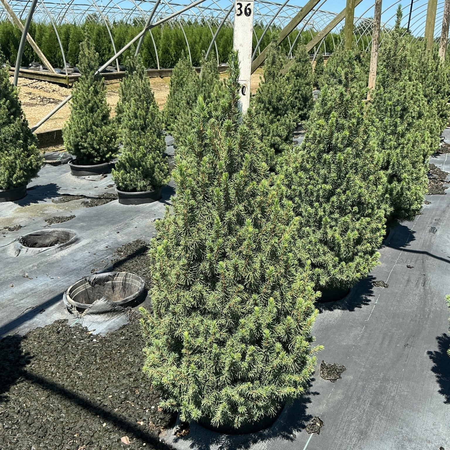 Dwarf Alberta Spruce Picea glauca Conica in a #3 container at a nursery, showing its dense conical habit and fine green needles.