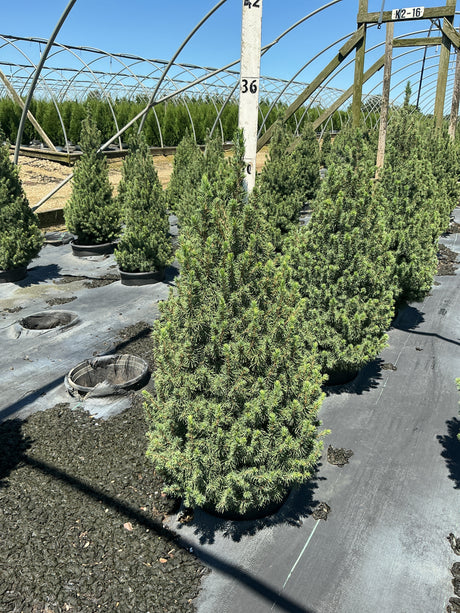 Dwarf Alberta Spruce Picea glauca Conica in a #3 container at a nursery, showing its dense conical habit and fine green needles.