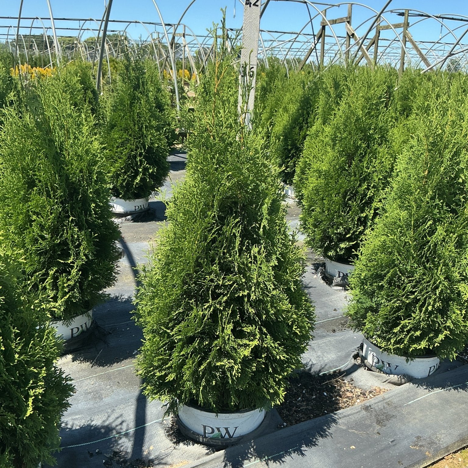 Rows of North Pole Arborvitae in PW containers growing in a nursery greenhouse, showing their dense, narrow columnar habit.